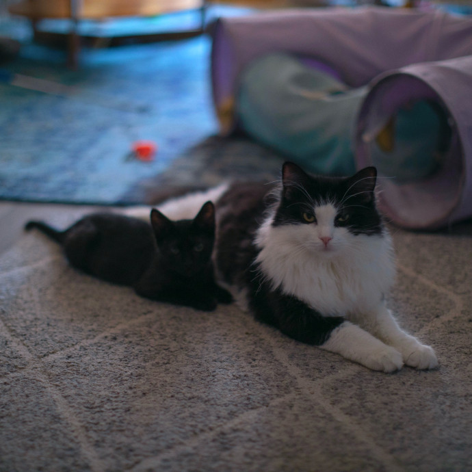 Purrfectly Graceful Cat Care