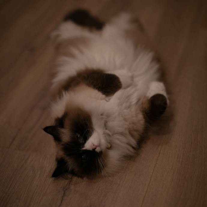 Purrfectly Graceful Cat Care