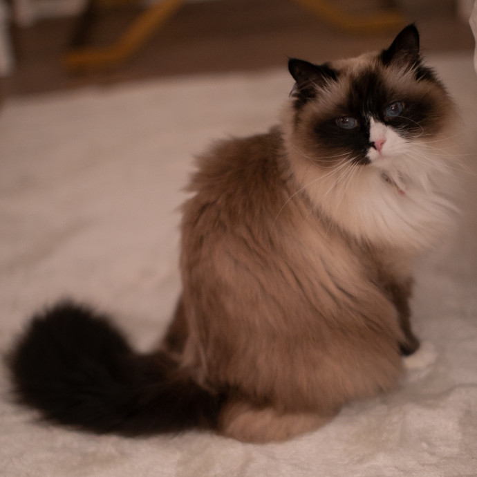 Purrfectly Graceful Cat Care