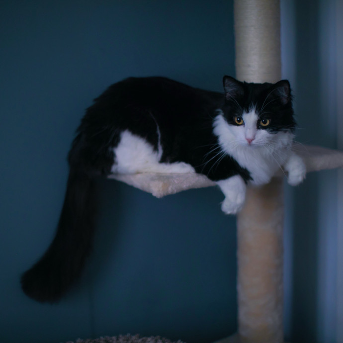 Purrfectly Graceful Cat Care