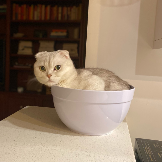 Purrfectly Graceful Cat Care