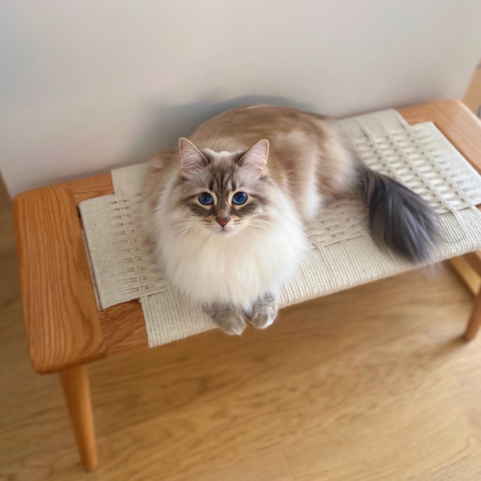 Purrfectly Graceful Cat Care