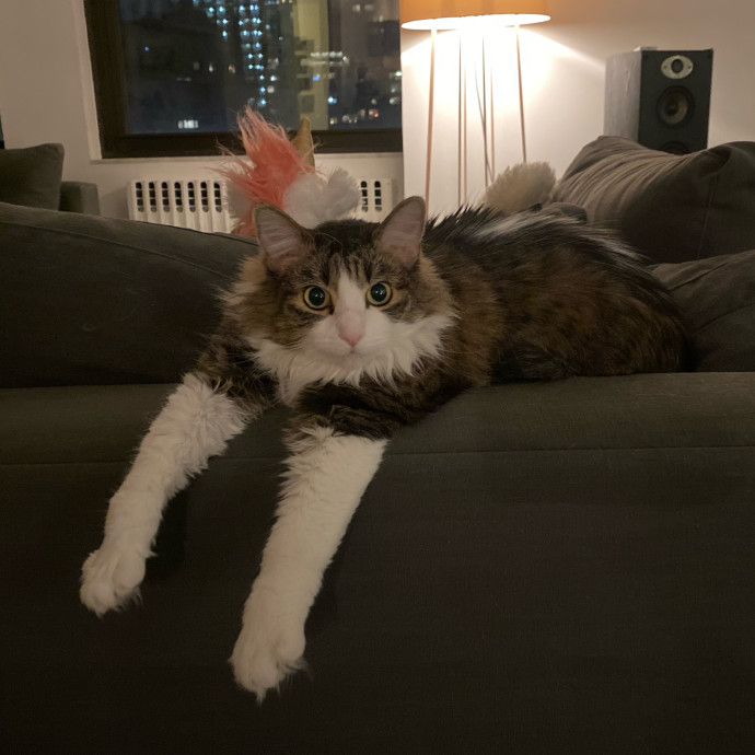 Purrfectly Graceful Cat Care
