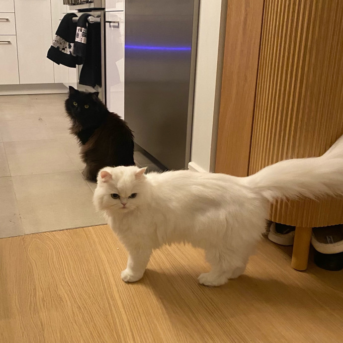 Purrfectly Graceful Cat Care