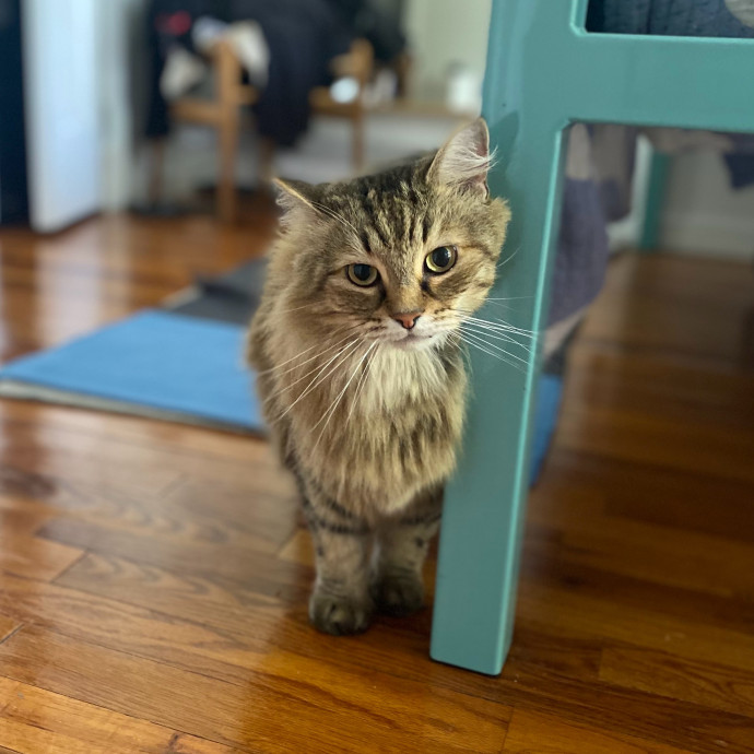 Purrfectly Graceful Cat Care
