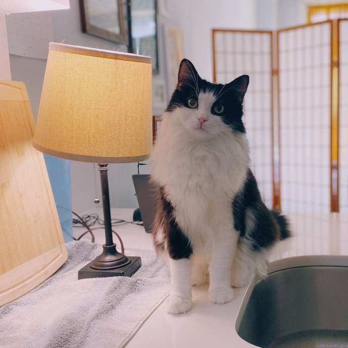 Purrfectly Graceful Cat Care