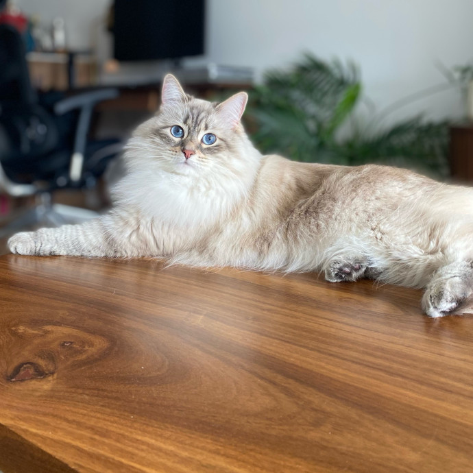Purrfectly Graceful Cat Care