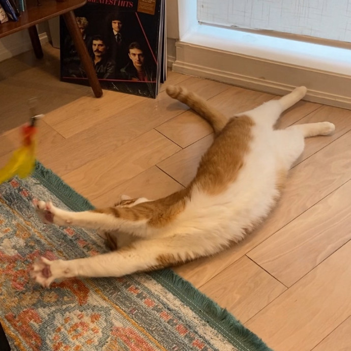 Purrfectly Graceful Cat Care