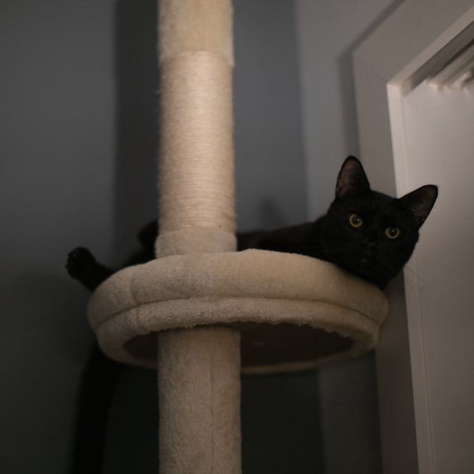 Purrfectly Graceful Cat Care