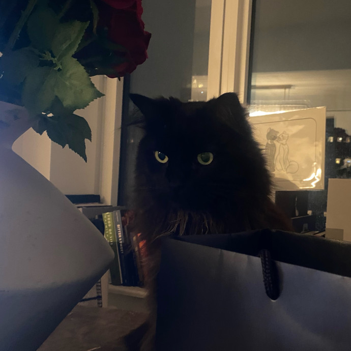 Purrfectly Graceful Cat Care