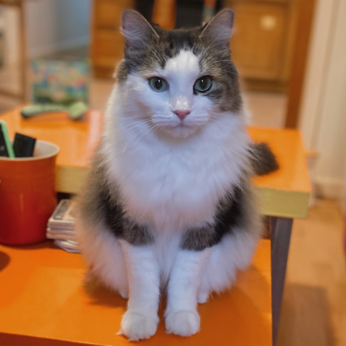 Purrfectly Graceful Cat Care
