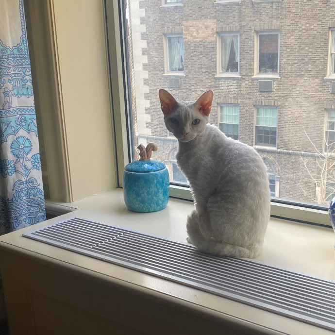 Purrfectly Graceful Cat Care