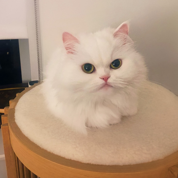 Purrfectly Graceful Cat Care