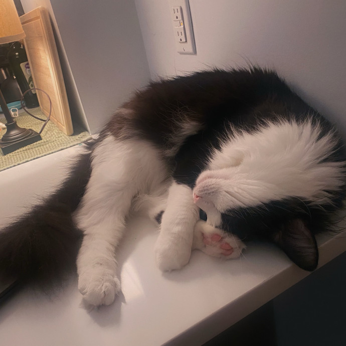 Purrfectly Graceful Cat Care