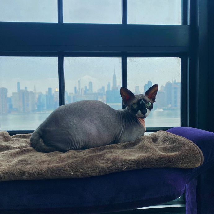 Purrfectly Graceful Cat Care