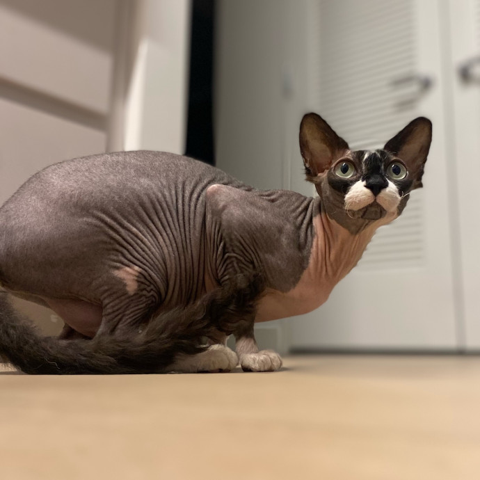 Purrfectly Graceful Cat Care