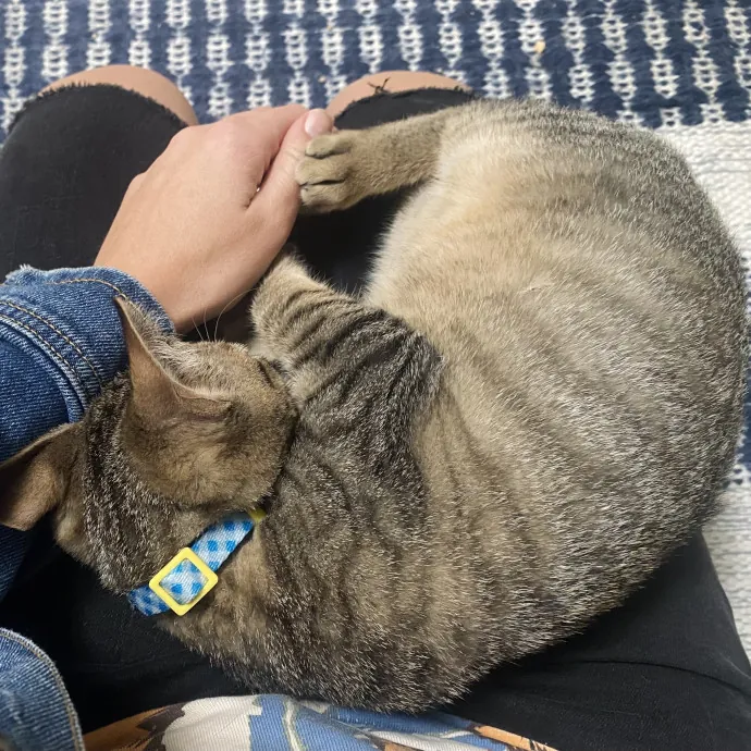 Purrfectly Graceful Cat Care