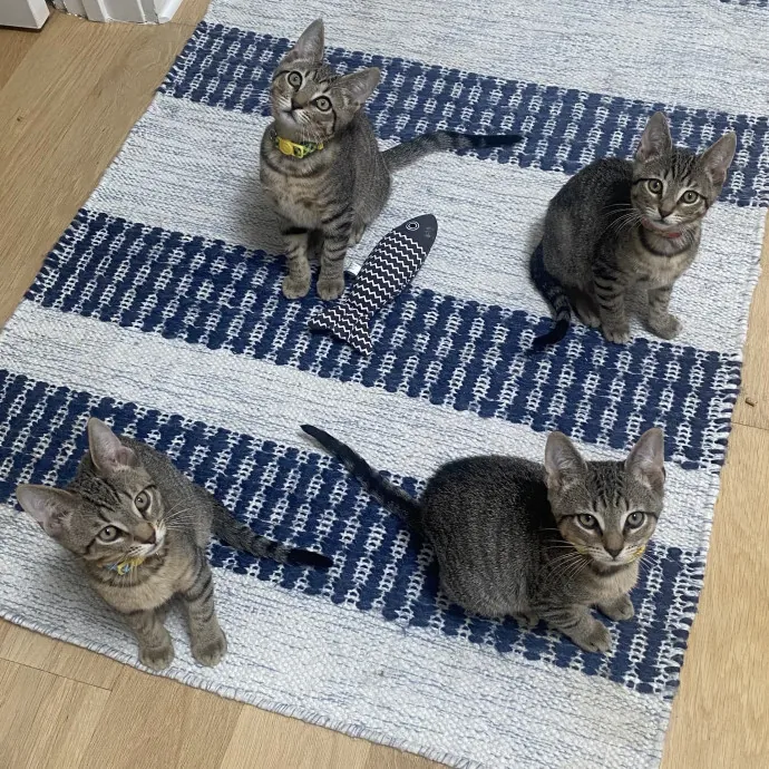 Purrfectly Graceful Cat Care