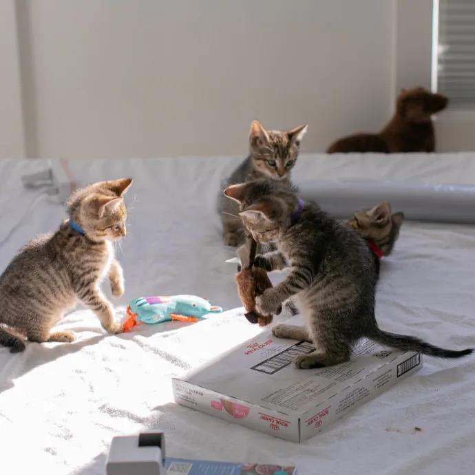 Purrfectly Graceful Cat Care