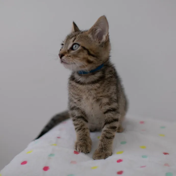 Purrfectly Graceful Cat Care