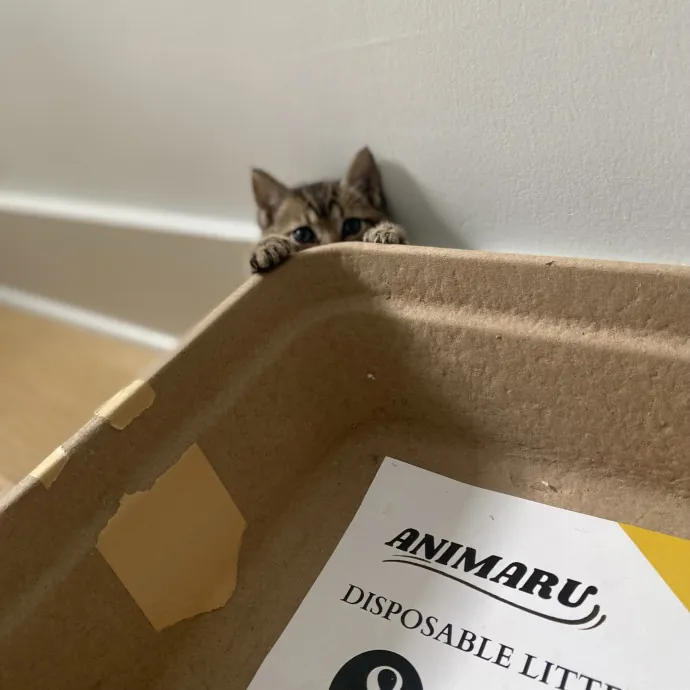 Purrfectly Graceful Cat Care