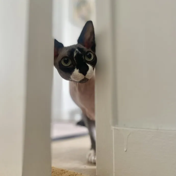 Purrfectly Graceful Cat Care