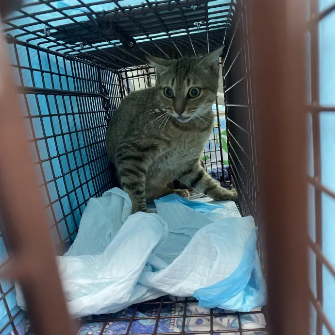 Purrfectly Graceful Cat Care