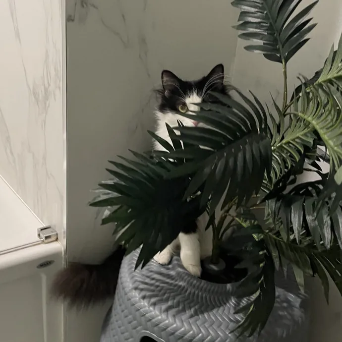 Purrfectly Graceful Cat Care