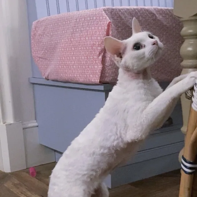 Purrfectly Graceful Cat Care
