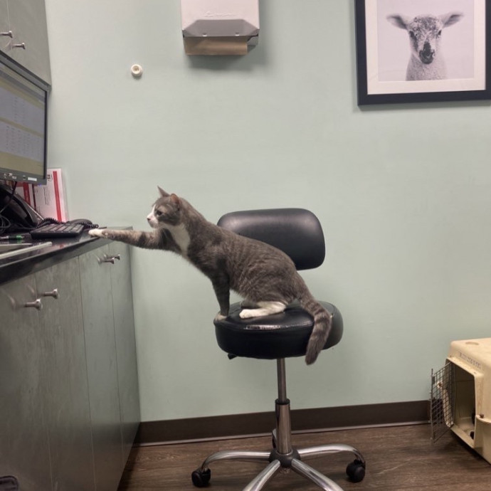 Purrfectly Graceful Cat Care