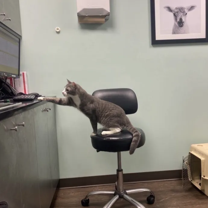 Purrfectly Graceful Cat Care