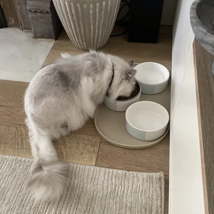 Purrfectly Graceful Cat Care