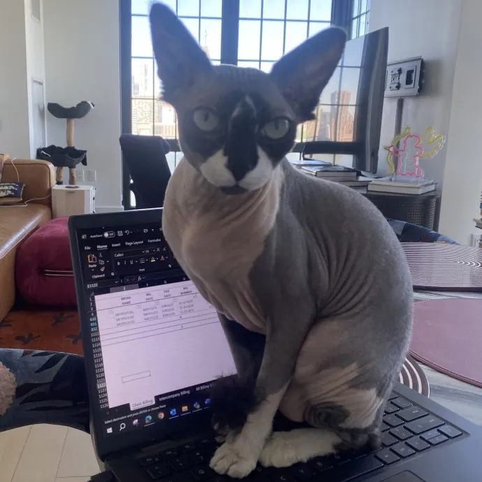 Purrfectly Graceful Cat Care