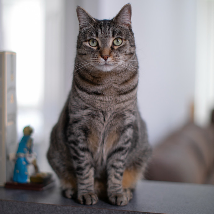 Purrfectly Graceful Cat Care