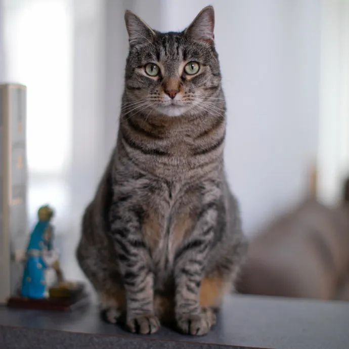 Purrfectly Graceful Cat Care