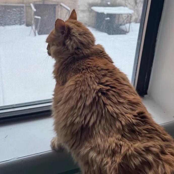 Purrfectly Graceful Cat Care