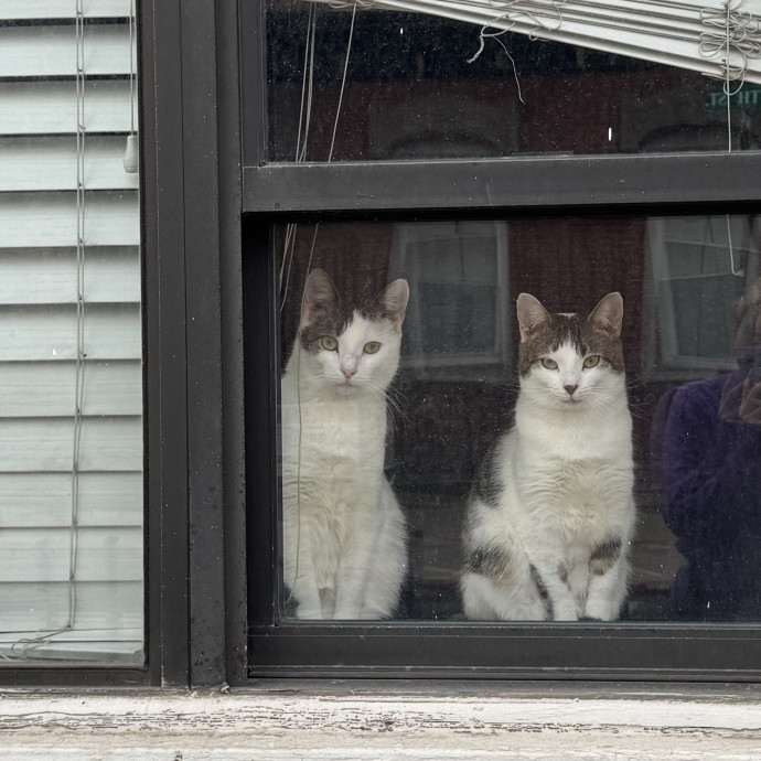 Purrfectly Graceful Cat Care