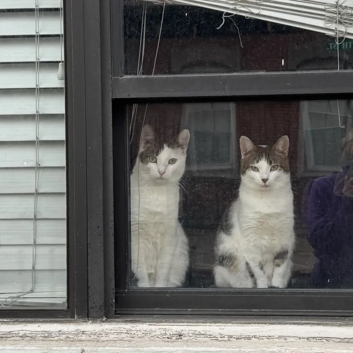 Purrfectly Graceful Cat Care