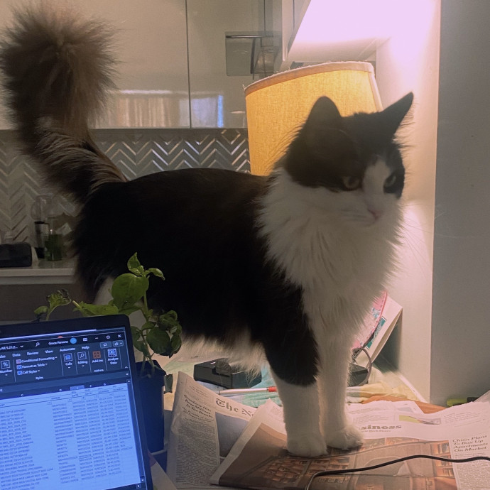 Purrfectly Graceful Cat Care