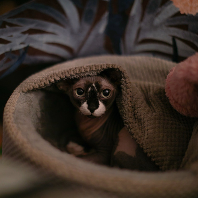 Purrfectly Graceful Cat Care