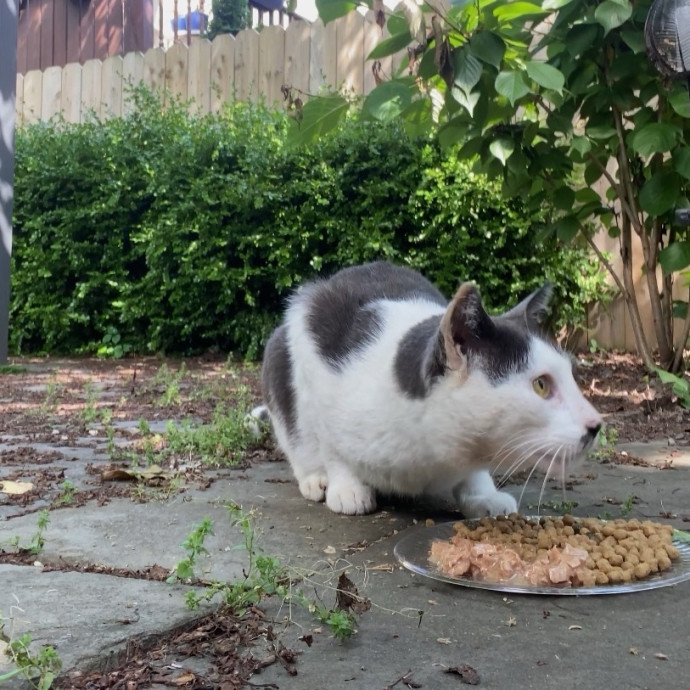 Purrfectly Graceful Cat Care