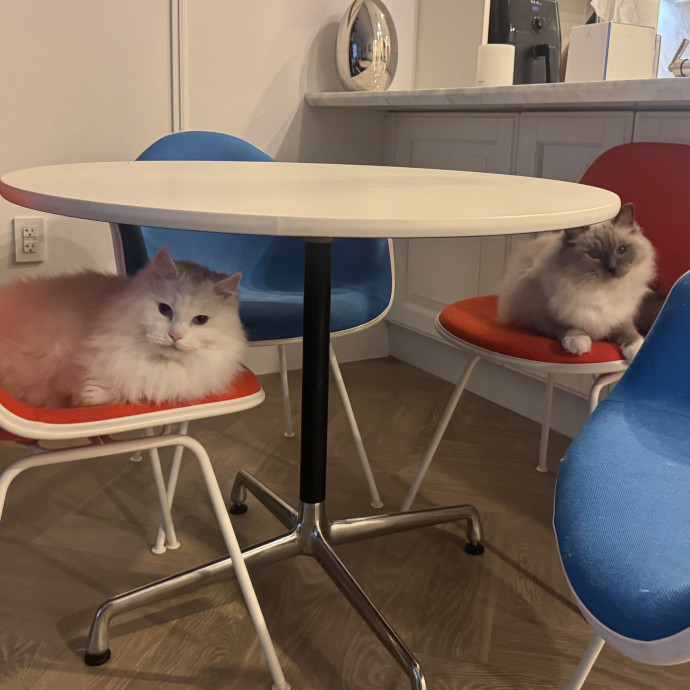 Purrfectly Graceful Cat Care