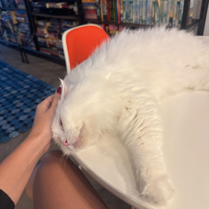 Purrfectly Graceful Cat Care