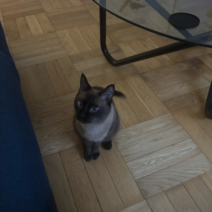 Purrfectly Graceful Cat Care