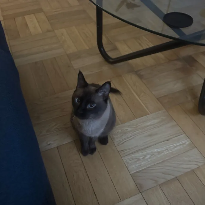 Purrfectly Graceful Cat Care