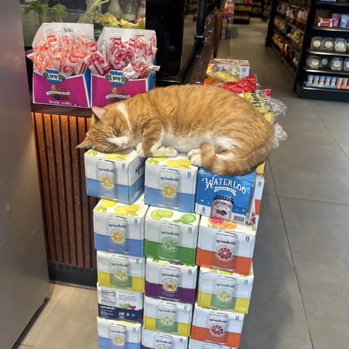 Purrfectly Graceful Cat Care