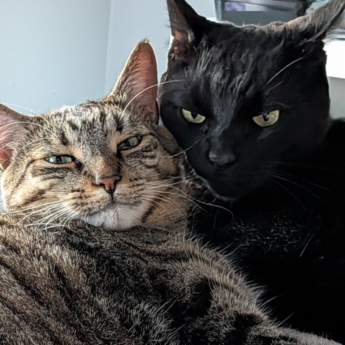 Your Cat's New Favorite Auntie