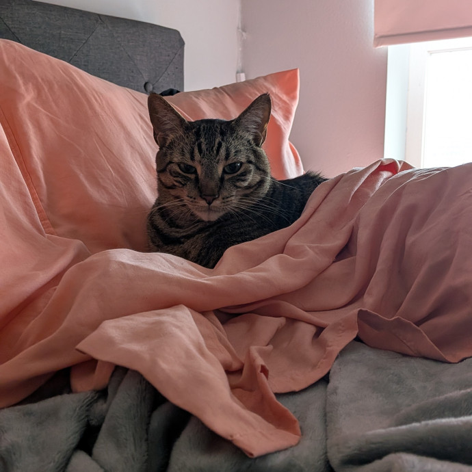 Your Cat's New Favorite Auntie