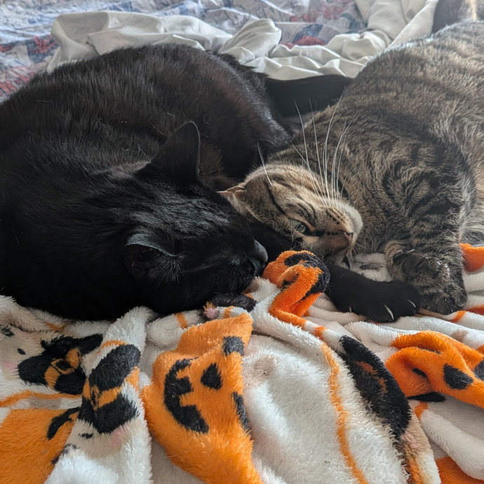 Your Cat's New Favorite Auntie