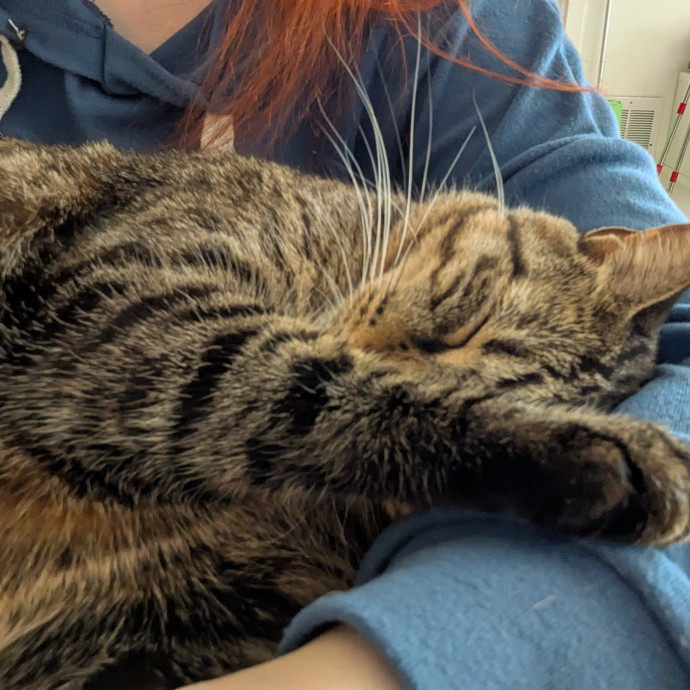 Your Cat's New Favorite Auntie